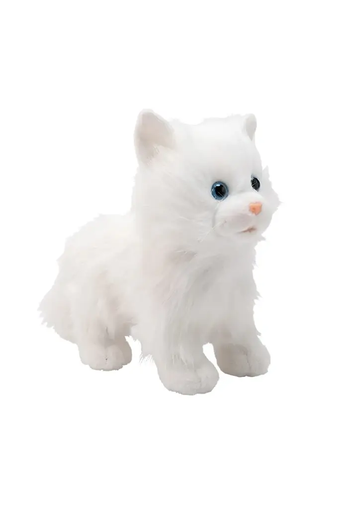 CAT.webp