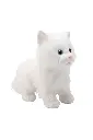 CAT.webp