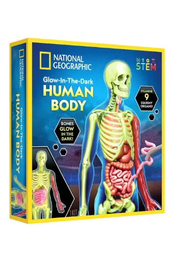 [GRLSUTG0623050] National Geographic Glow in The Dark  Human Body Model 0623050